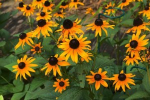 Blackeyed susan