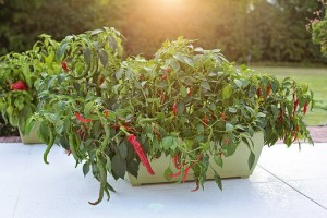 Chilli peppers in a planter