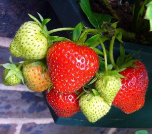 strawberries growing on the plant