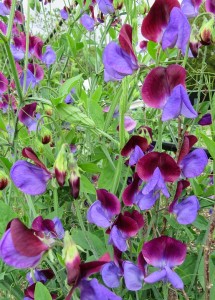 Purple sweet peas
