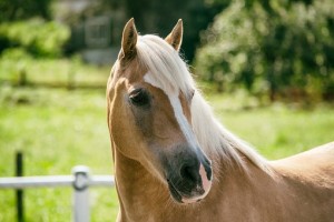 Horse in a field with fencing