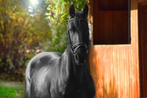 Black horse outside stable