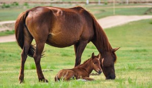 Mare and foal in field