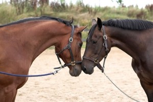 Horses touching noses