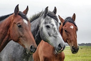 three horses in a field