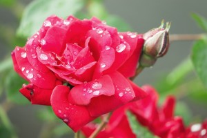 red rose with water droplets on petals
