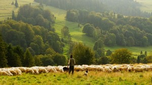 Sheep with shepherd and sheep dog in field