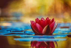 red water lily on water