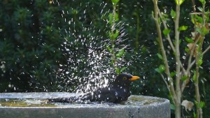 blackbird in birdbath