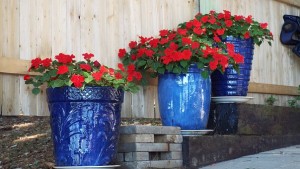 Red geraniums in blue pots