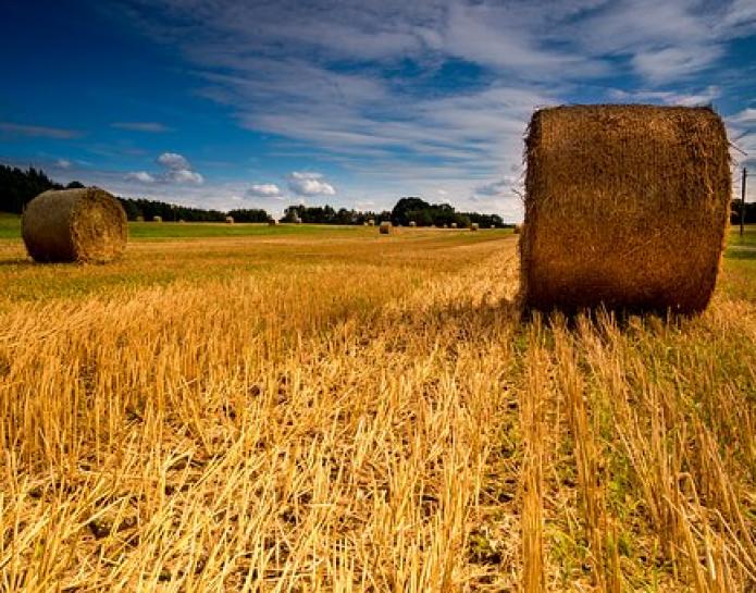 Bales of hay at Harvest