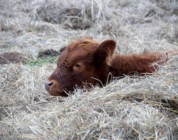 Brown calf sitting in hay