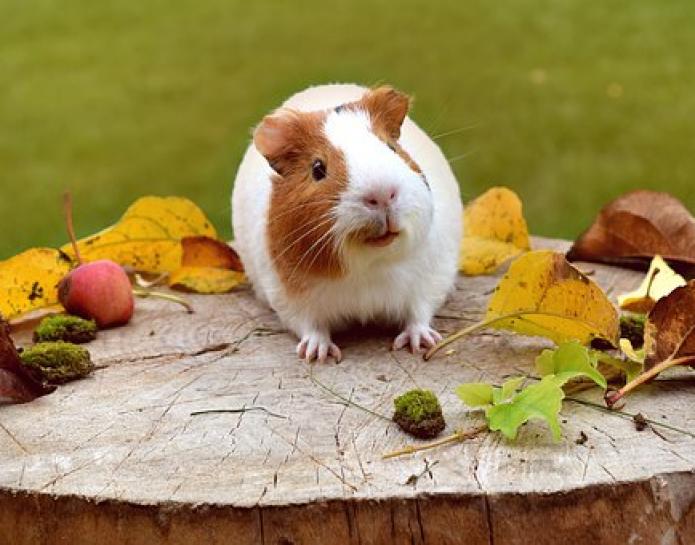 Guinea pig on log