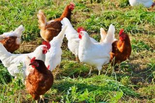 Brown and white hens in grass