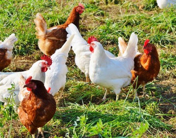 Brown and white hens in grass