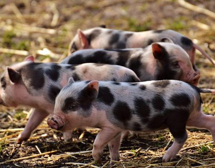 Black and white spotted piglets