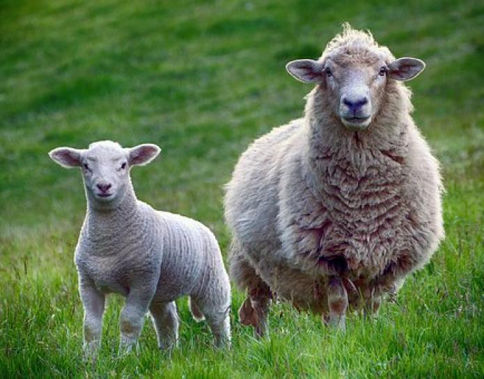 Lamb and sheep in field
