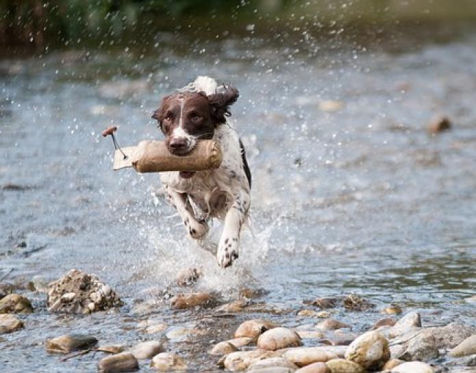 spaniel running through water
