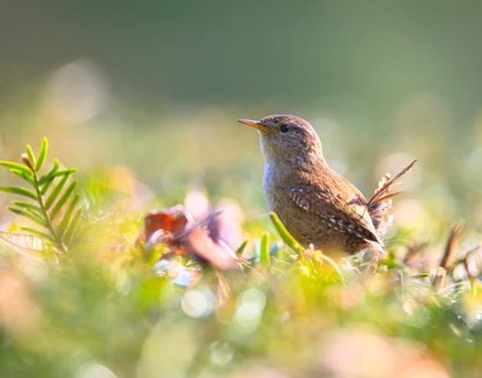 Wren in garden