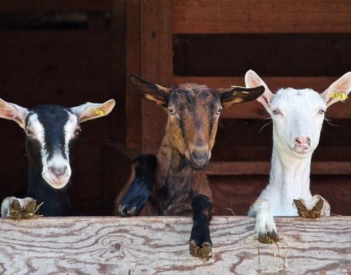 Goats go to The Melplash Show