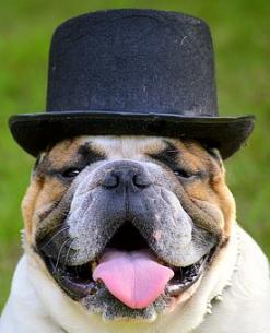 dog in a hat