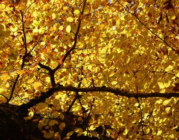 beech tree in autumn