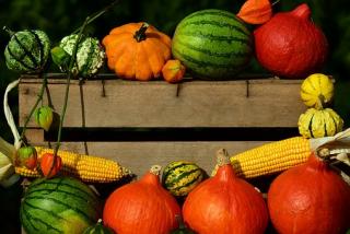 array of pumpkins outdoors