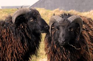 Black Ouessant sheep