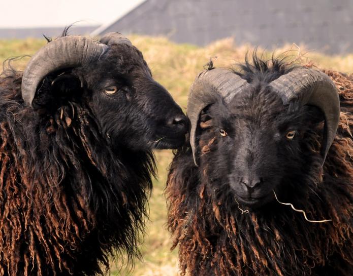 Black Ouessant sheep