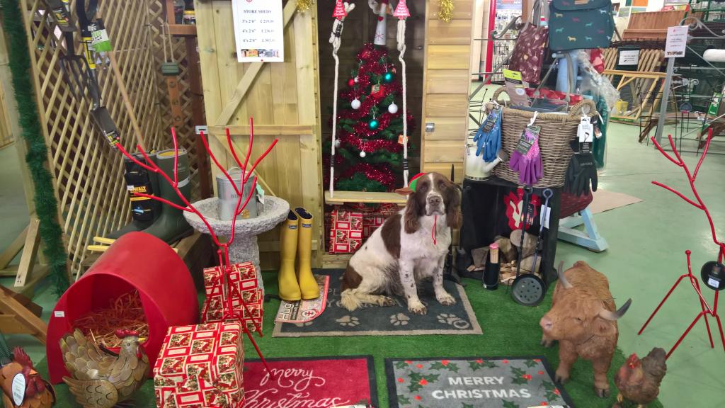 Spaniel surrounded by Christmas gifts