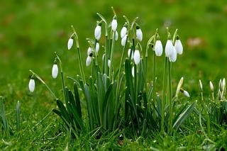 Snowdrops in a field