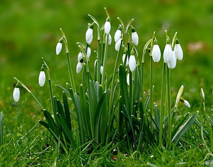 Snowdrops in a field