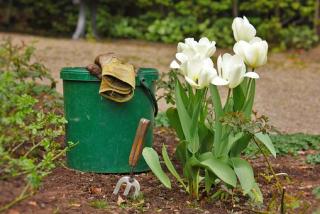 Garden with tulips, trowel and gloves