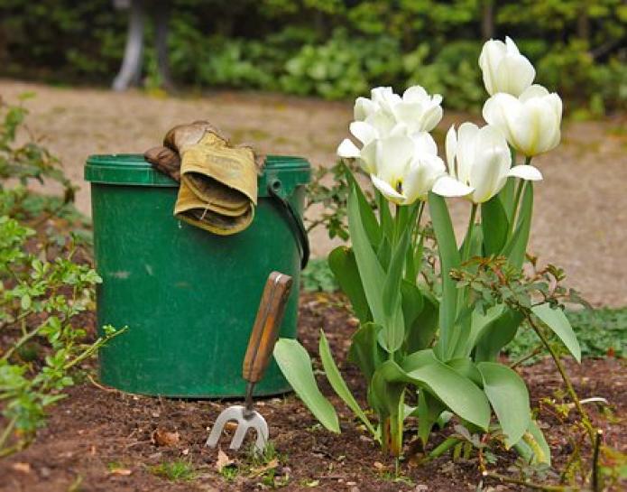 Garden with tulips, trowel and gloves
