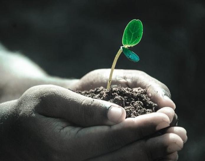 hands holding seedling in soil