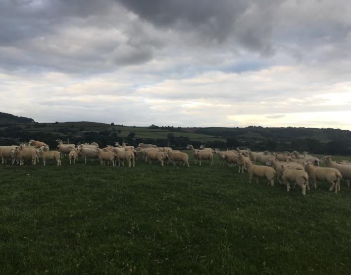 Texel sheep in field
