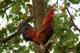 Cockerel in a tree