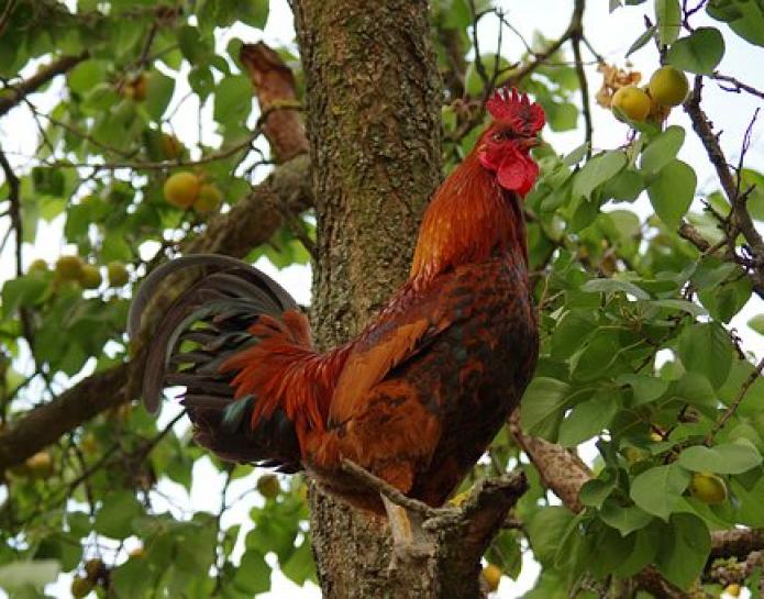 Cockerel in a tree