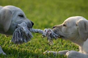 Puppies playing tug of war