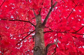 Autumn red tree