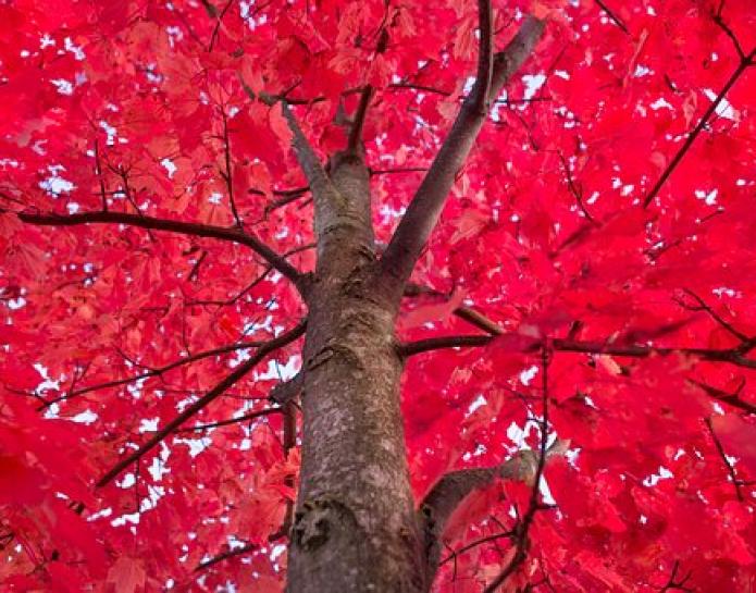 Autumn red tree