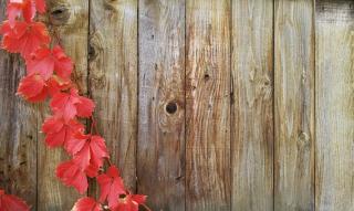 Wooden fence with red autumn leaves