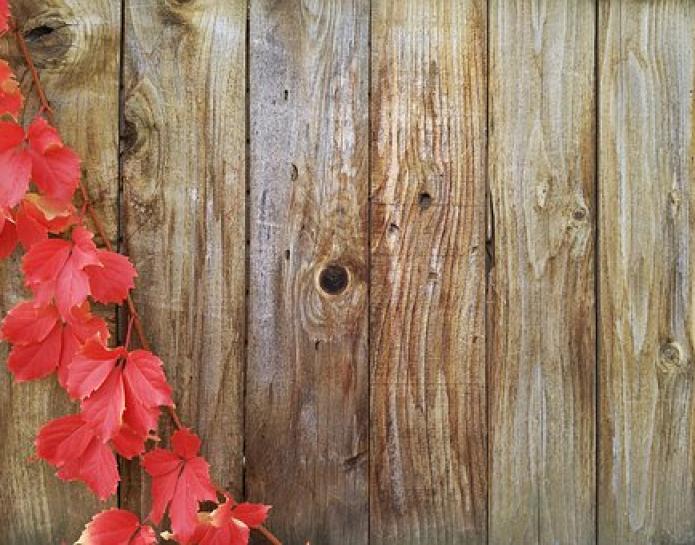 Wooden fence with red autumn leaves