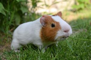 guinea pig outdoors in grass