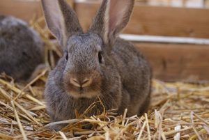 Rabbit sitting on hay