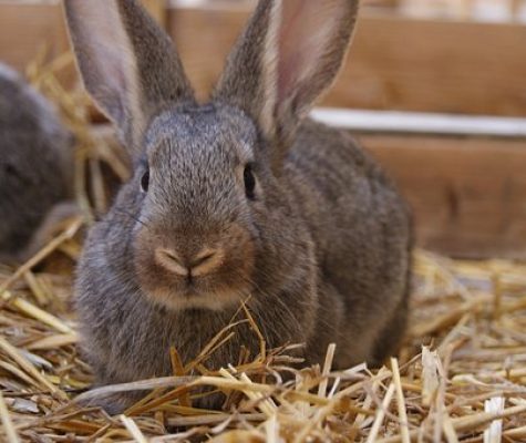 Rabbit sitting on hay