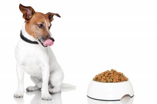 Jack Russell dog licking mouth looking at food bowl