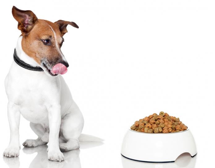 Jack Russell dog licking mouth looking at food bowl