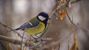 Blue tit on branch in autumn