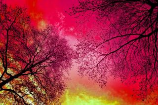 Red sunrise with trees